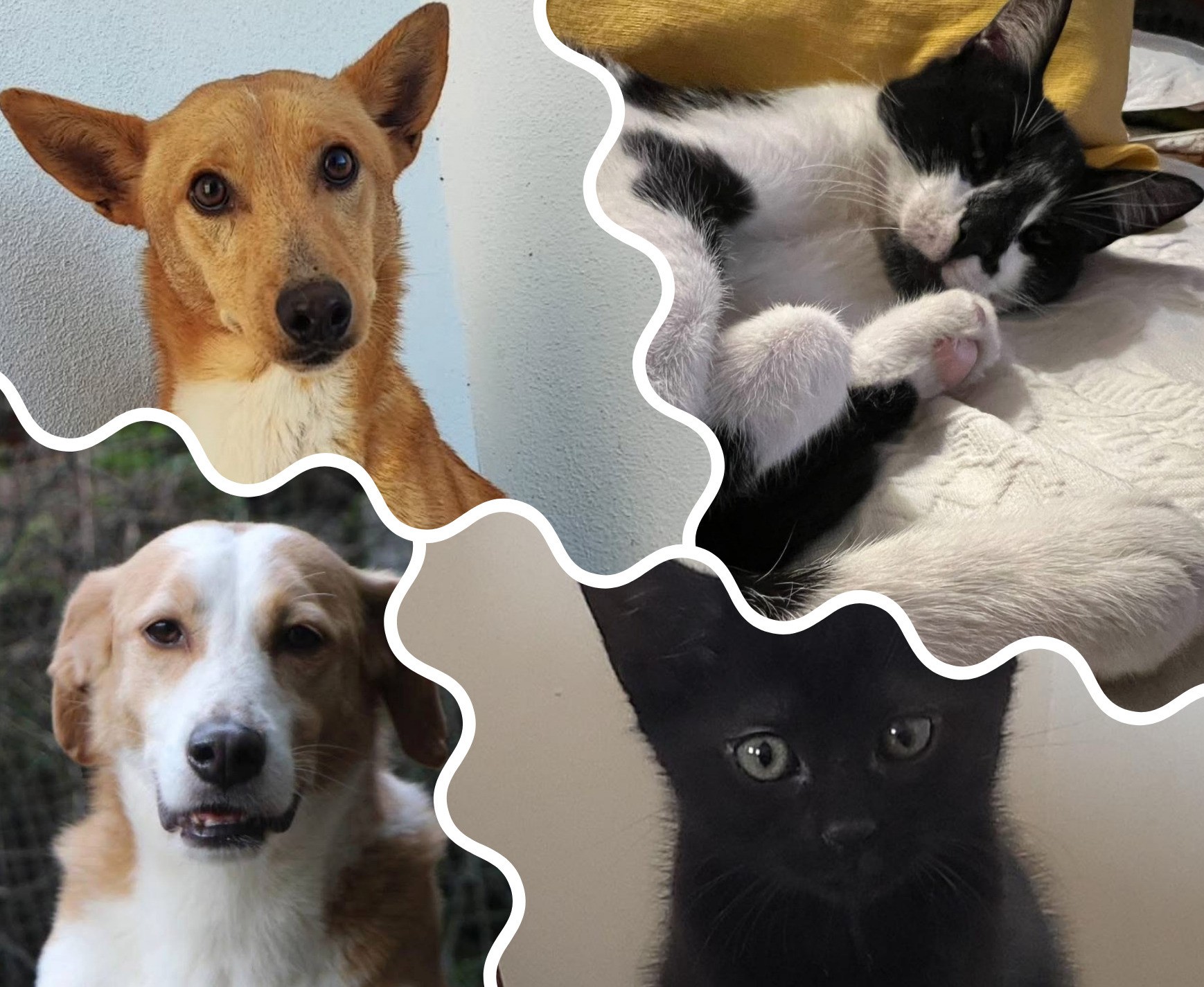 Chien et chat