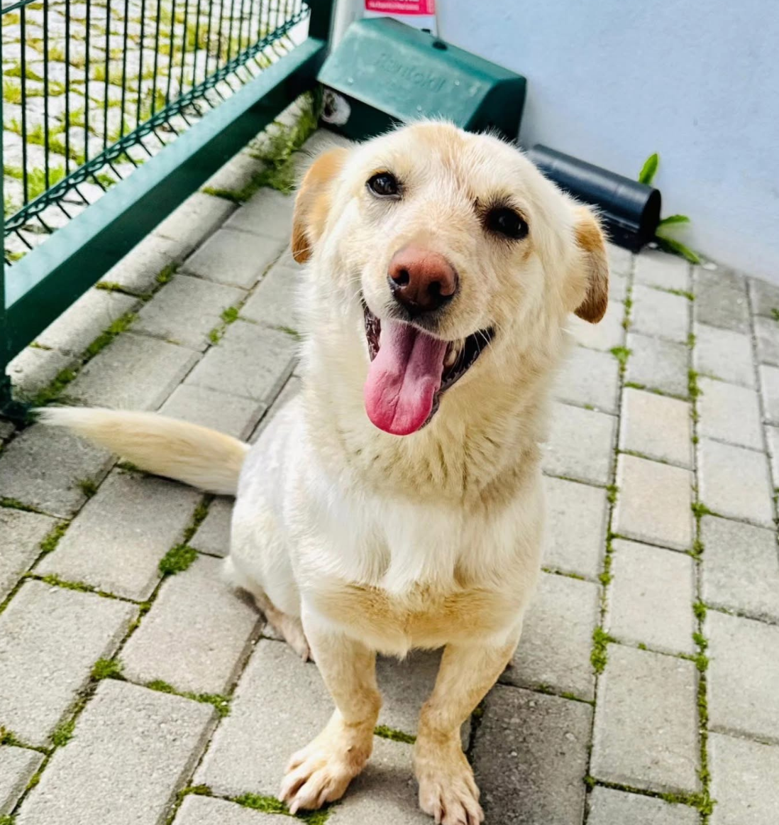 chien1