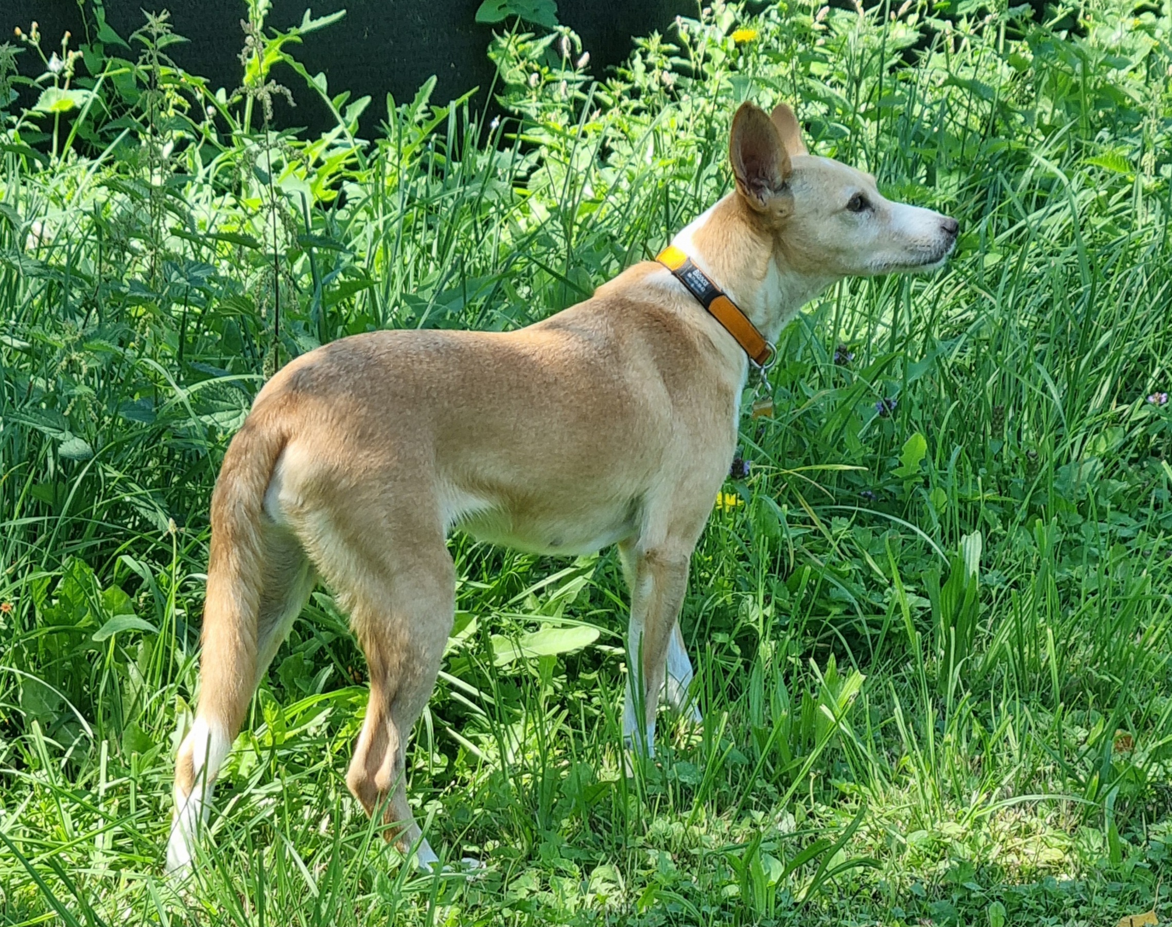 Bianca