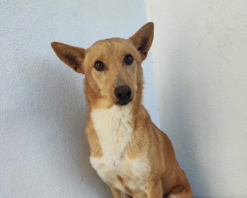 Paco