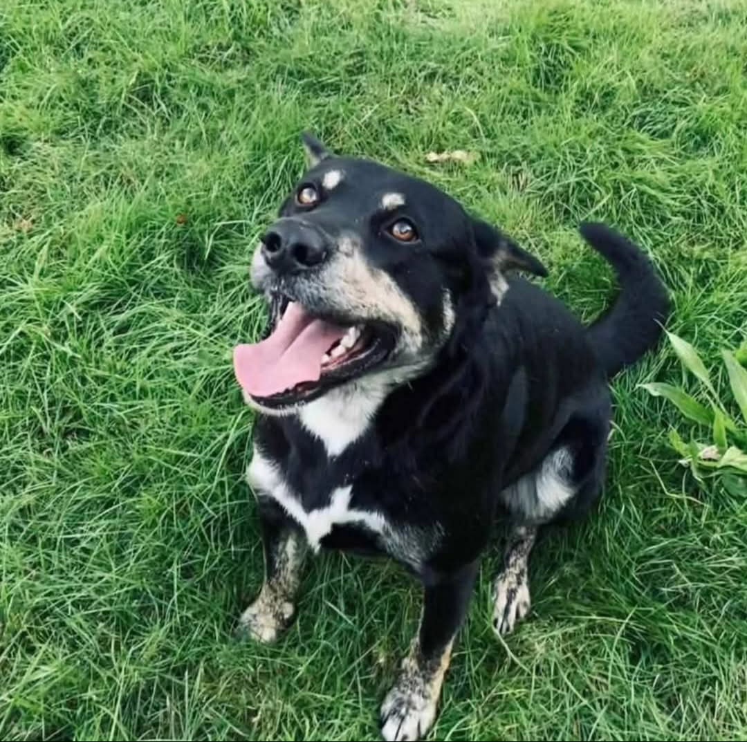 Piki