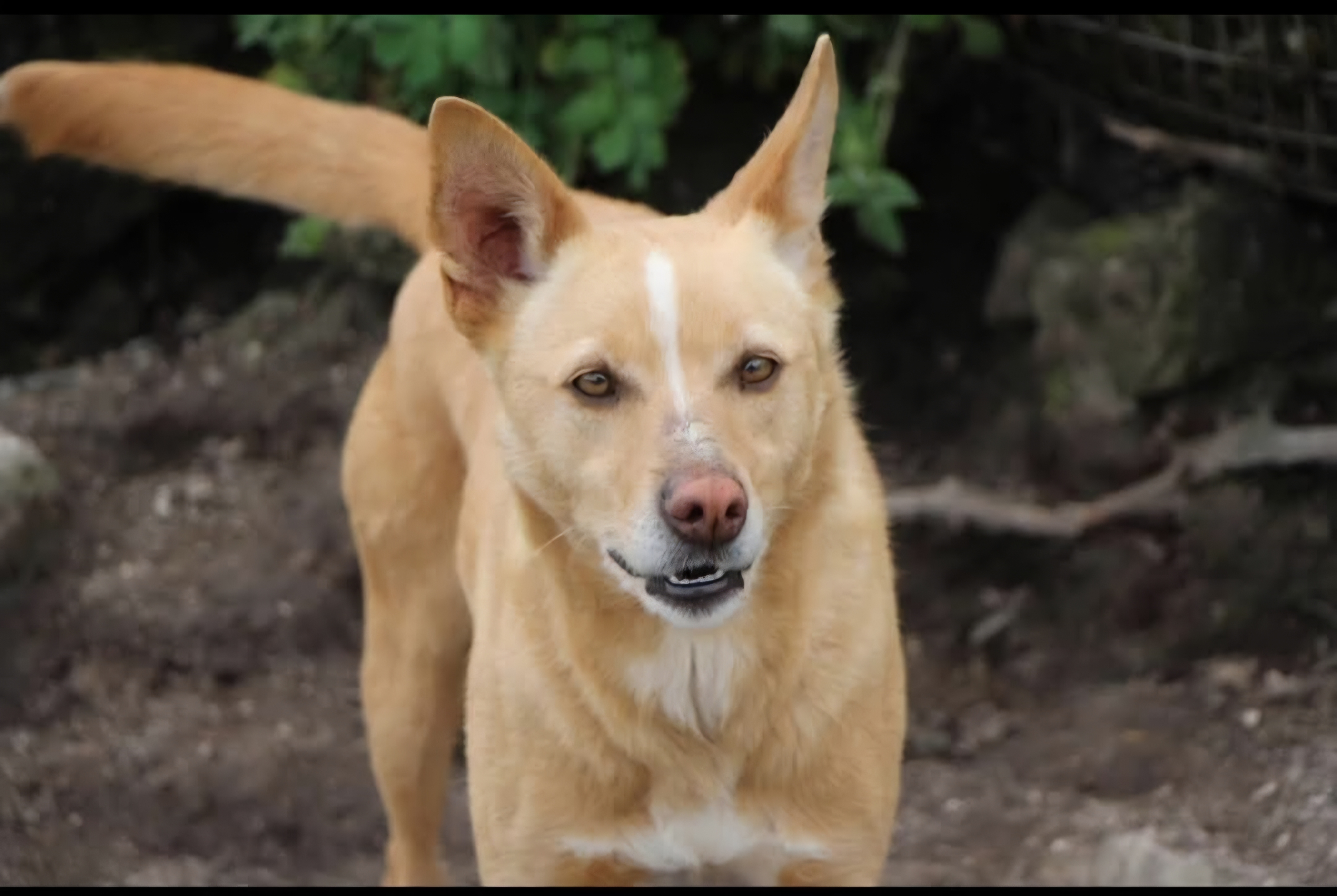 Nacho