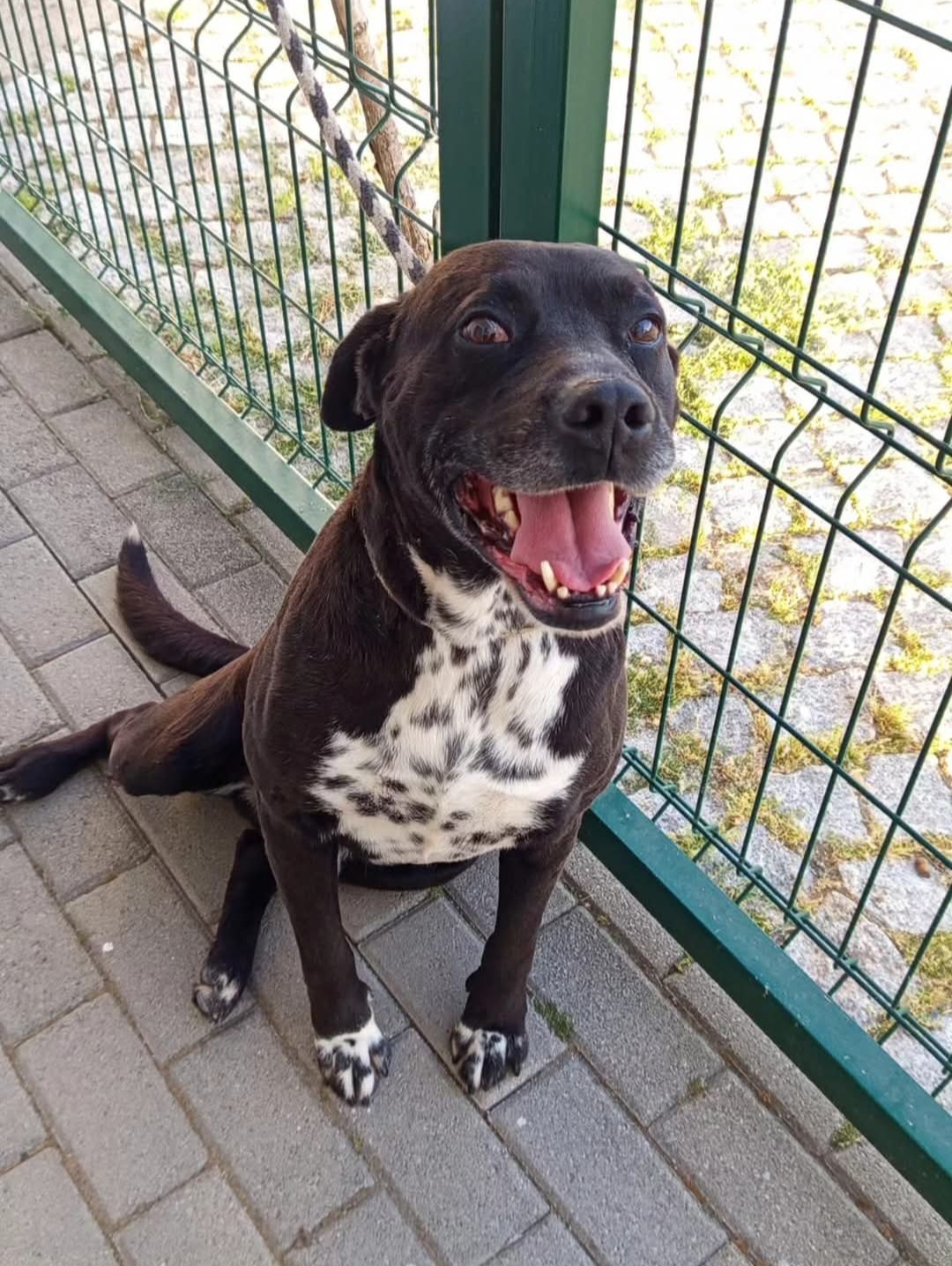 Koda