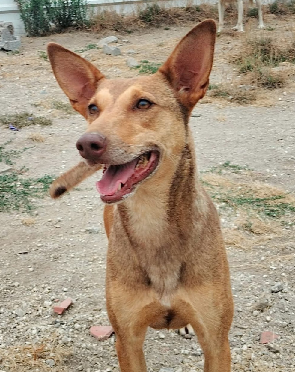 Ida